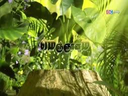 Vanakkam Thainaadu