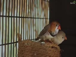 Pattam Poochi Kaalam