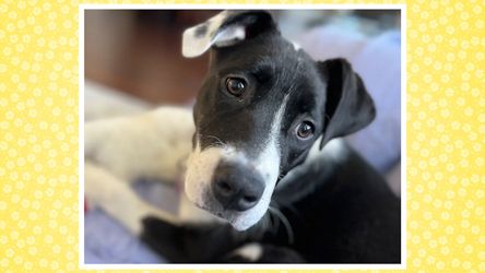 Dog Adoption: Tessa