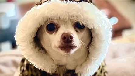Cold Weather Essentials for Pets