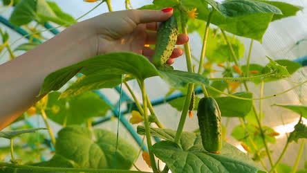 Plant Fast Growing Cucumbers!