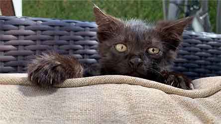 Pawsitive Facts About Black Cats