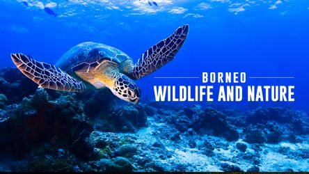 Borneo Wildlife and Nature