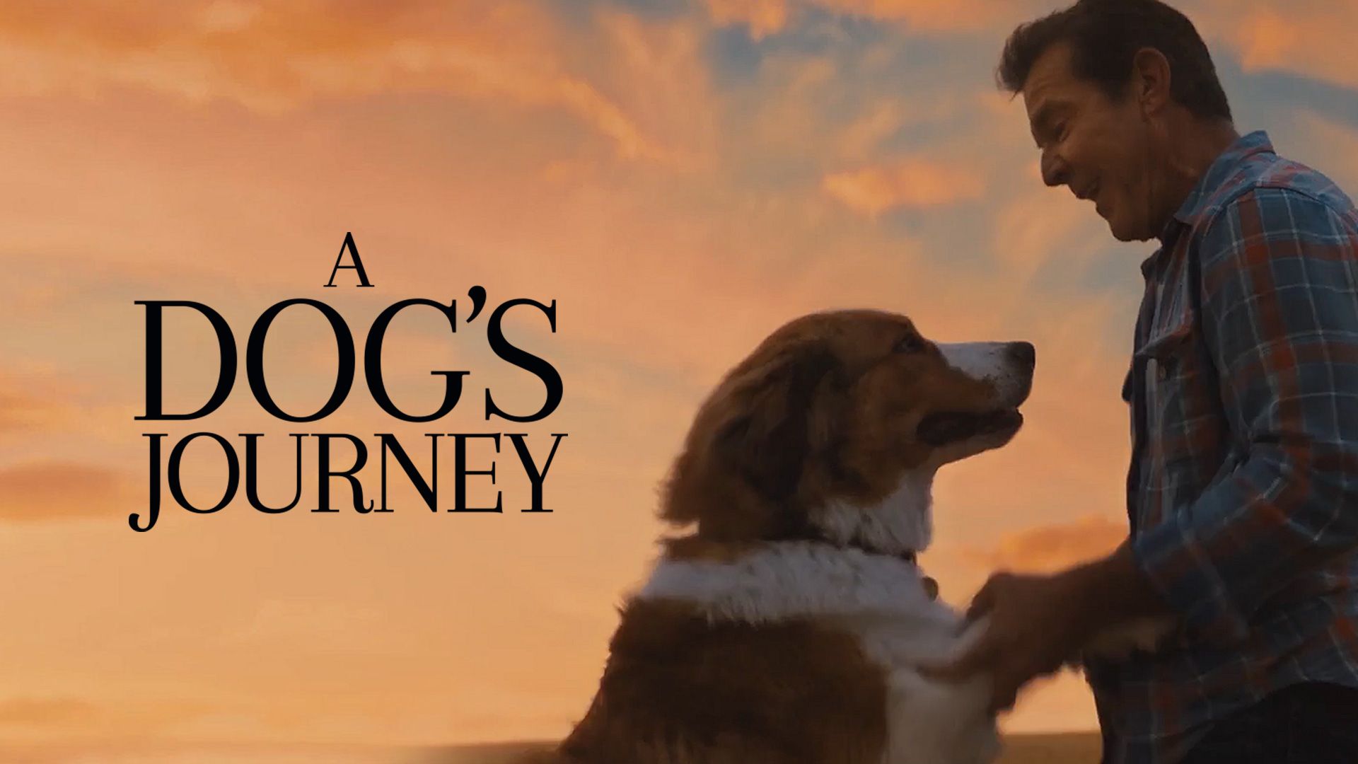 a dog's journey rating