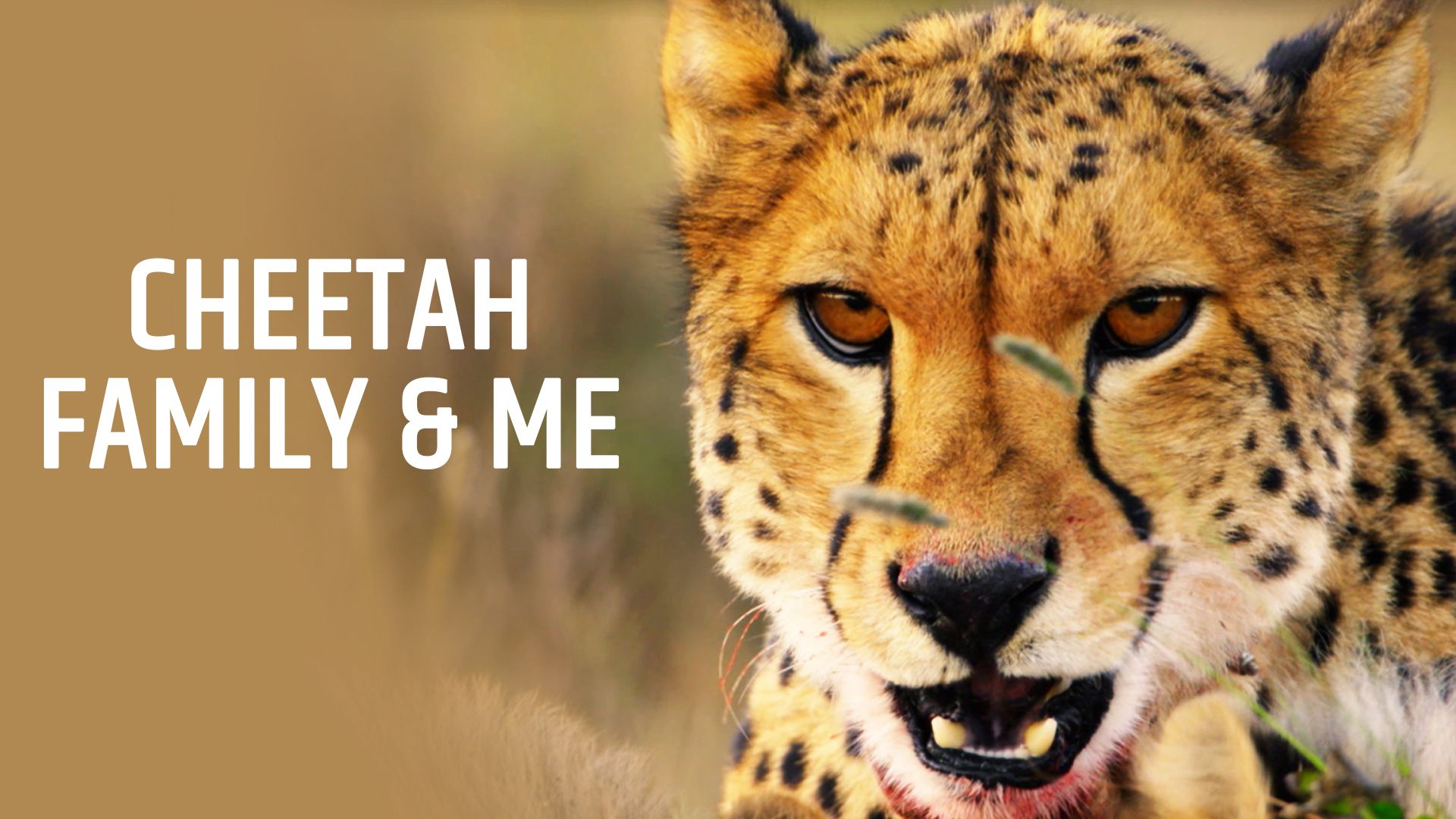 Cheetah Family and Me
