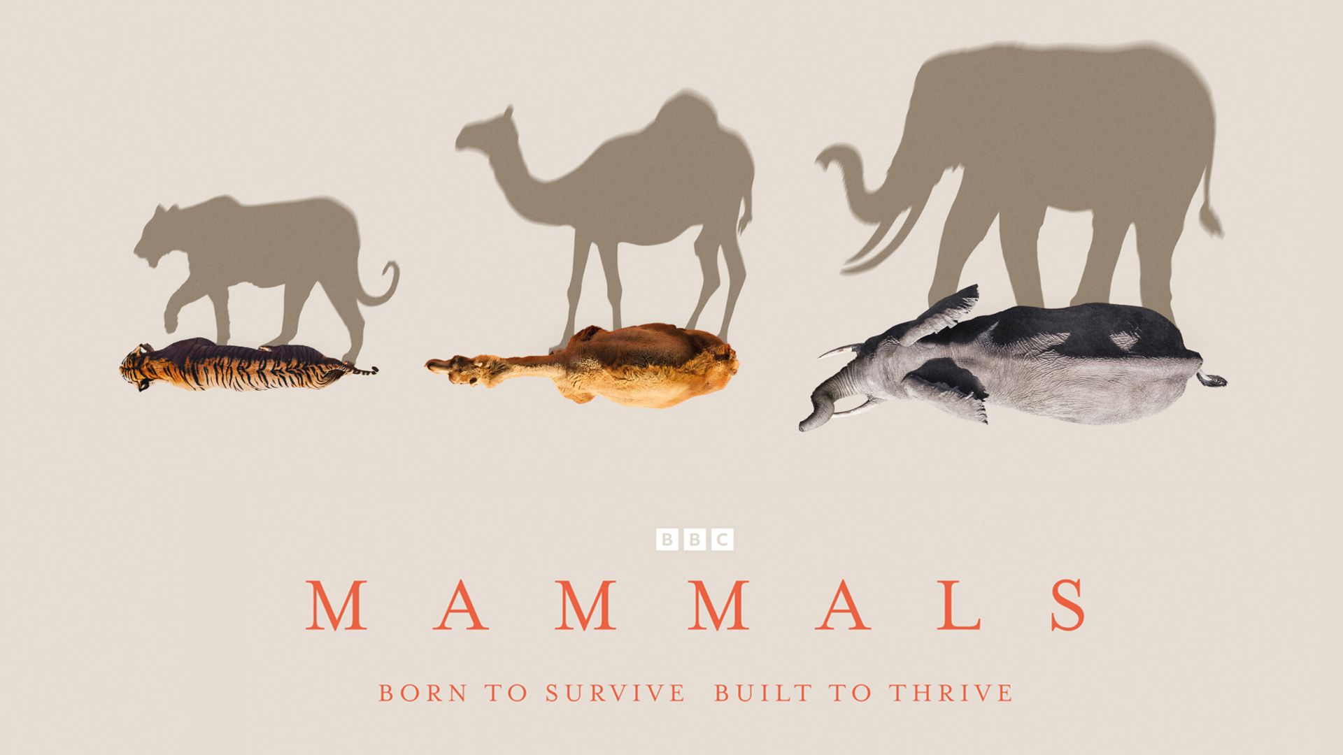 Mammals