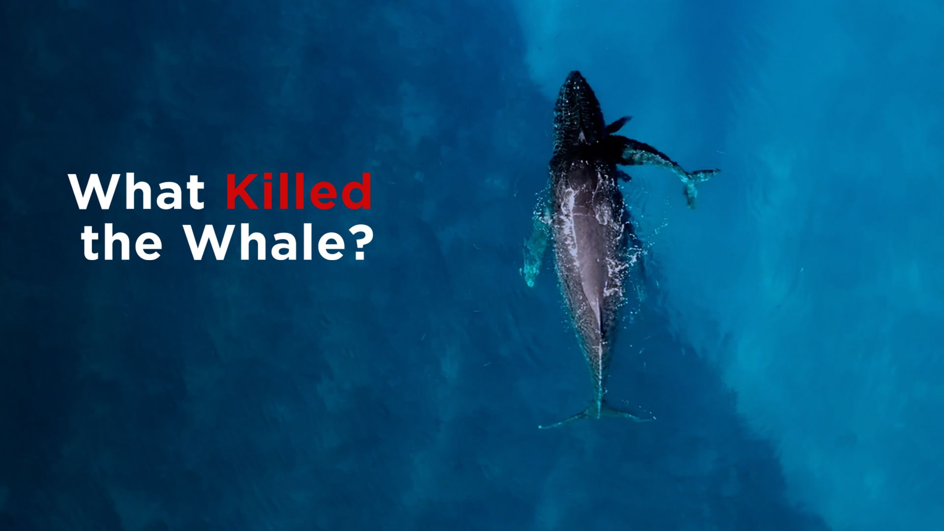 What Killed the Whale